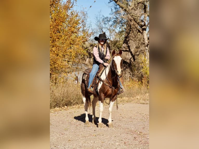 Paint Horse Castrone 15 Anni 150 cm in Valley Springs, SD