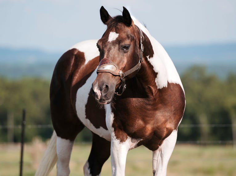 Paint Horse Castrone 15 Anni 160 cm Pezzato in Horton