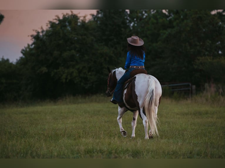 Paint Horse Castrone 15 Anni 160 cm Pezzato in Horton