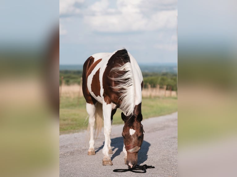 Paint Horse Castrone 15 Anni 160 cm Pezzato in Horton