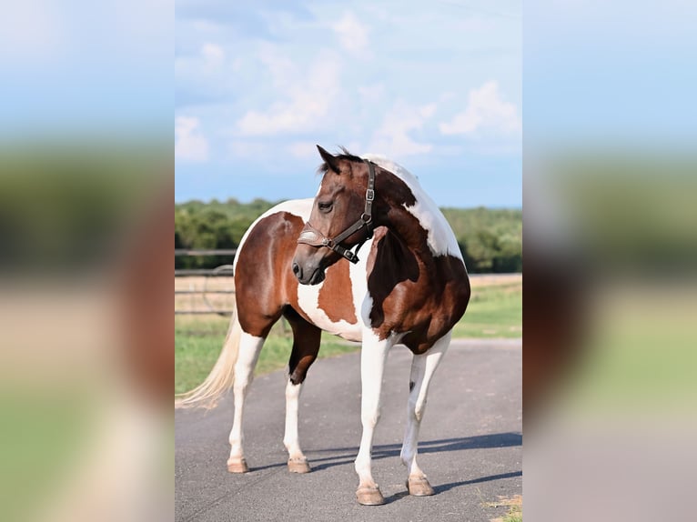 Paint Horse Castrone 15 Anni 160 cm Pezzato in Horton