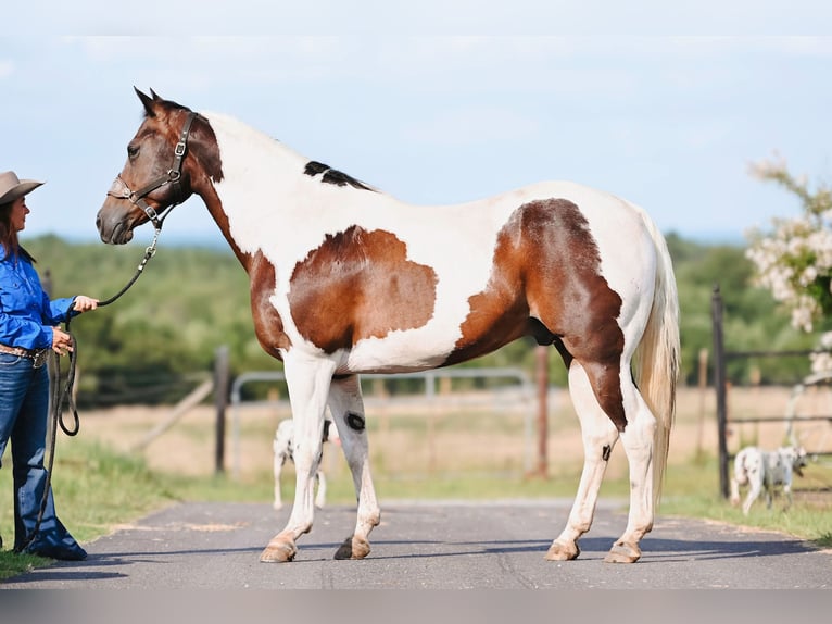 Paint Horse Castrone 15 Anni 160 cm Pezzato in Horton