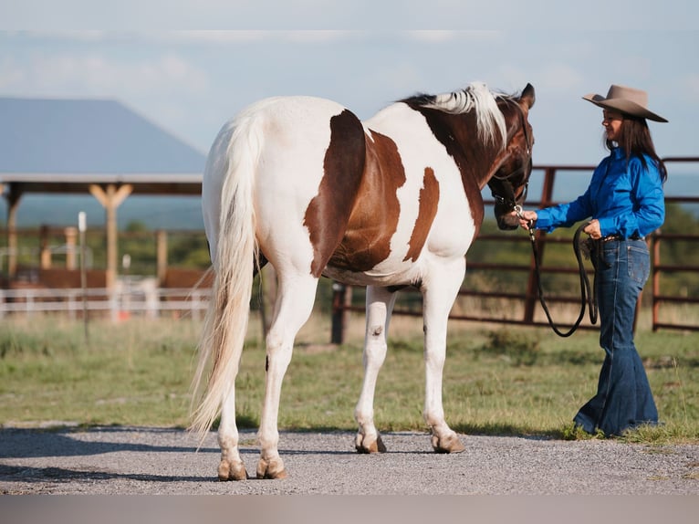 Paint Horse Castrone 15 Anni 160 cm Pezzato in Horton