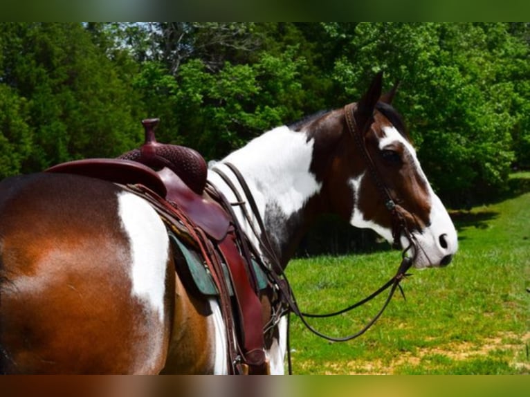 Paint Horse Castrone 15 Anni Overo-tutti i colori in Greeneville Ky