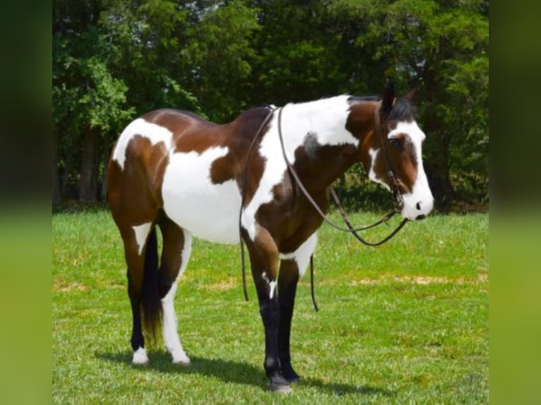 Paint Horse Castrone 16 Anni Overo-tutti i colori in Greeneville Ky