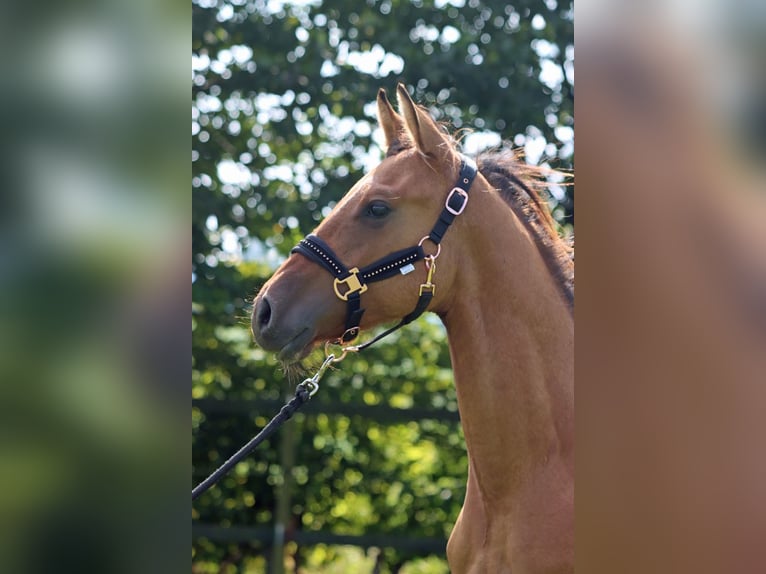 Paint Horse Castrone 1 Anno 150 cm Baio in Hellenthal