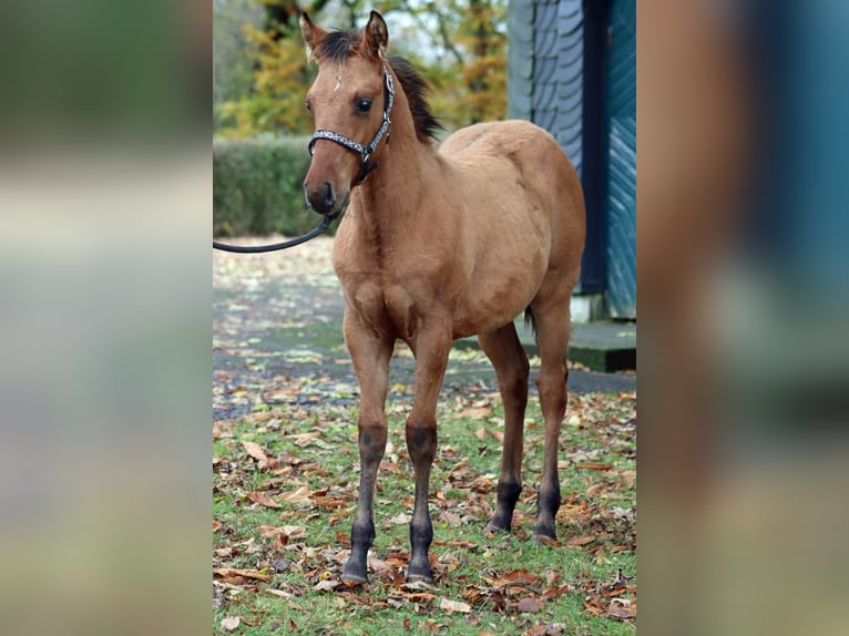 Paint Horse Castrone 1 Anno 150 cm Baio in Hellenthal