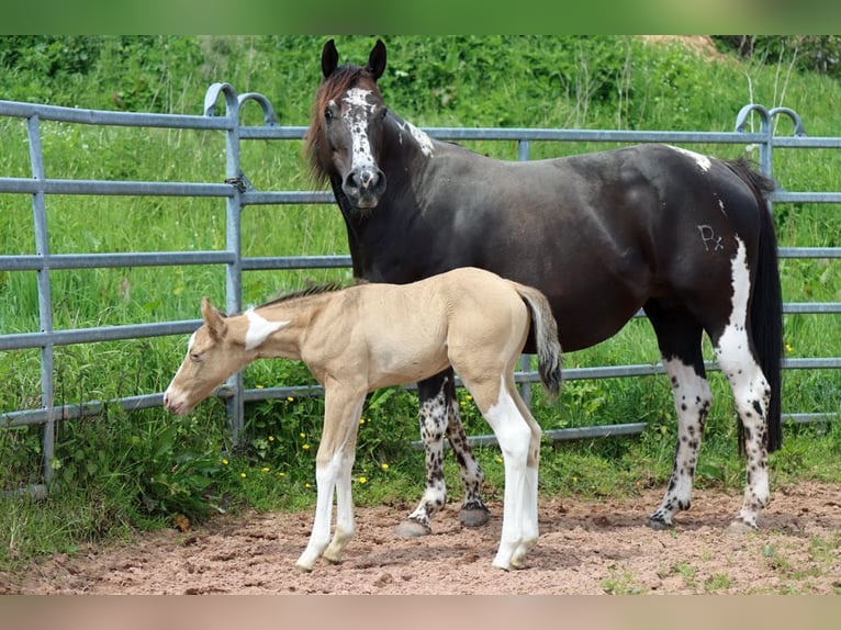 Paint Horse Castrone 1 Anno 150 cm Champagne in Hellenthal