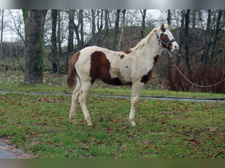 Paint Horse Castrone 1 Anno 150 cm Tovero-tutti i colori in Hellenthal