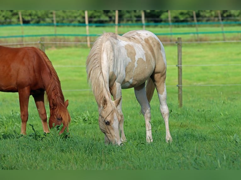 Paint Horse Castrone 1 Anno 153 cm Tobiano-tutti i colori in Hellenthal