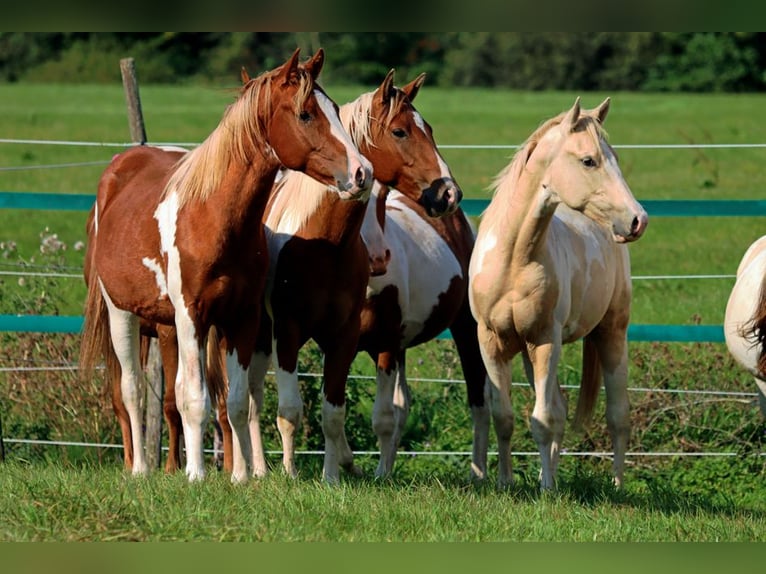 Paint Horse Castrone 1 Anno 153 cm Tobiano-tutti i colori in Hellenthal