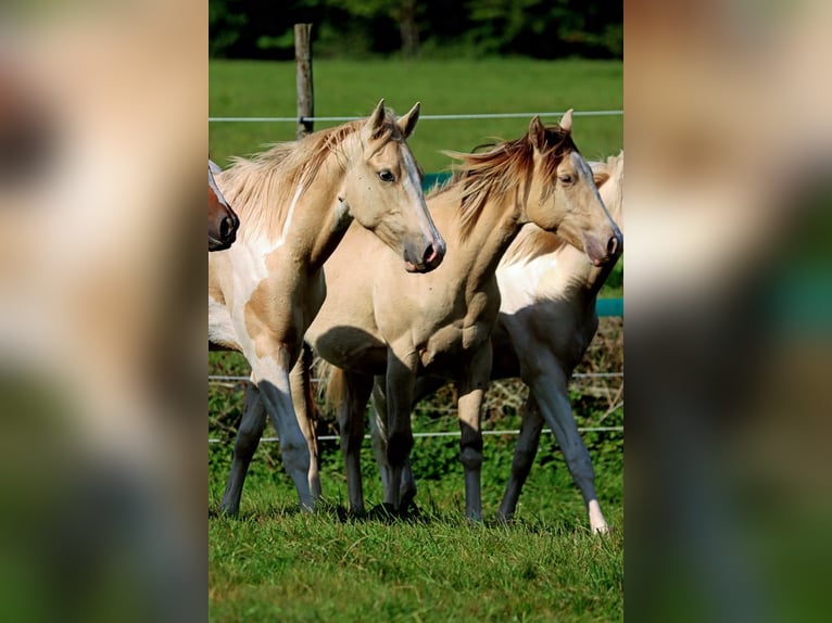 Paint Horse Castrone 1 Anno 153 cm Tobiano-tutti i colori in Hellenthal