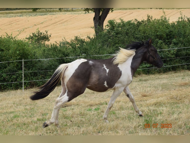 Paint Horse Mix Castrone 2 Anni 142 cm Grullo in Ahorn