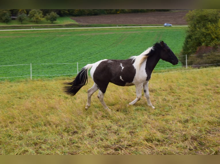 Paint Horse Mix Castrone 2 Anni 142 cm Grullo in Ahorn