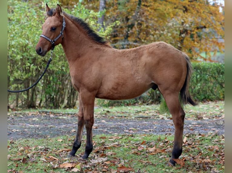 Paint Horse Castrone 2 Anni 150 cm Baio in Hellenthal