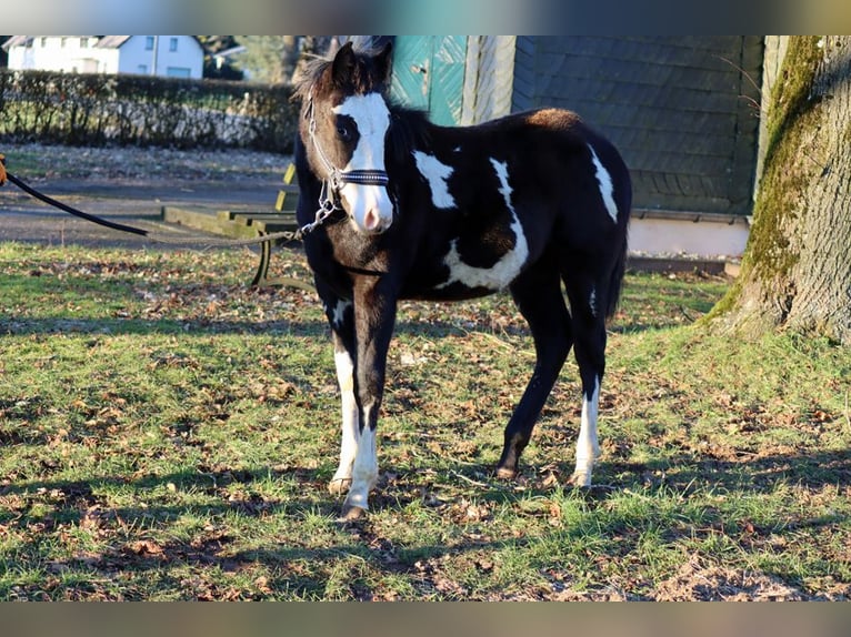 Paint Horse Castrone 2 Anni 150 cm Overo-tutti i colori in Hellenthal