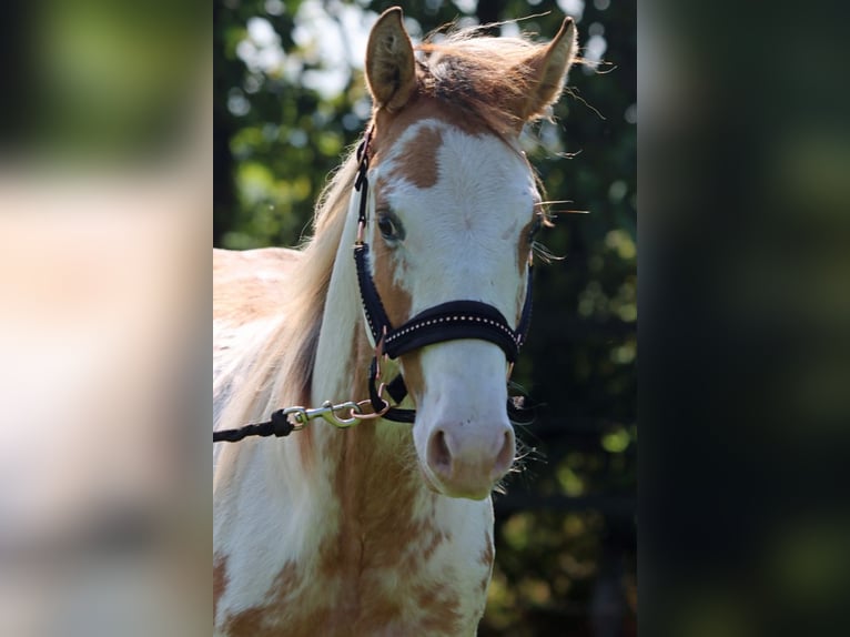 Paint Horse Castrone 2 Anni 150 cm Overo-tutti i colori in Hellenthal