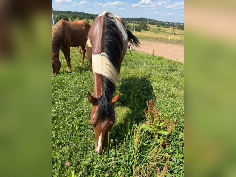 Paint Horse Castrone 2 Anni 150 cm Pezzato in Straubenhardt