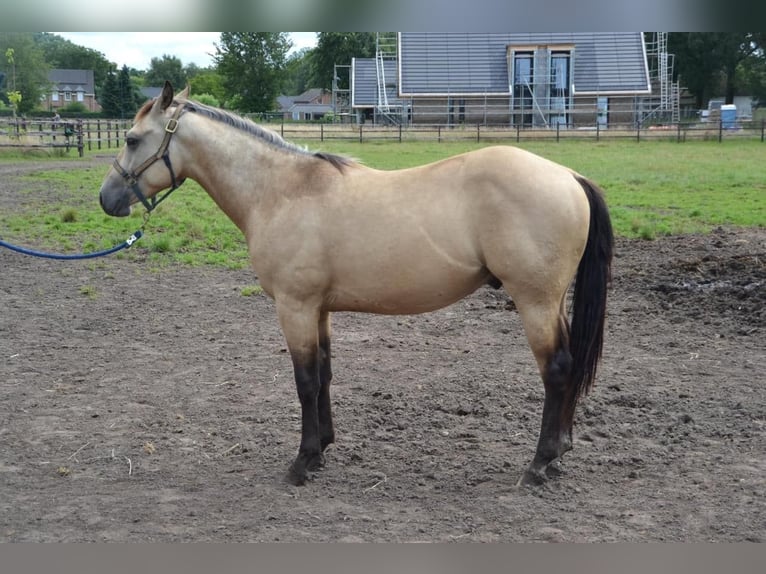 Paint Horse Castrone 2 Anni 150 cm in Ede