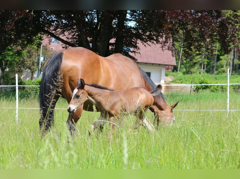 Paint Horse Castrone 2 Anni 152 cm Baio in Eggenthal