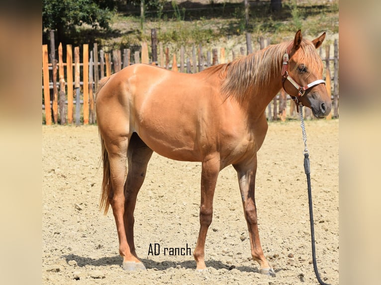 Paint Horse Castrone 2 Anni 155 cm Red dun in Castelletto Uzzone