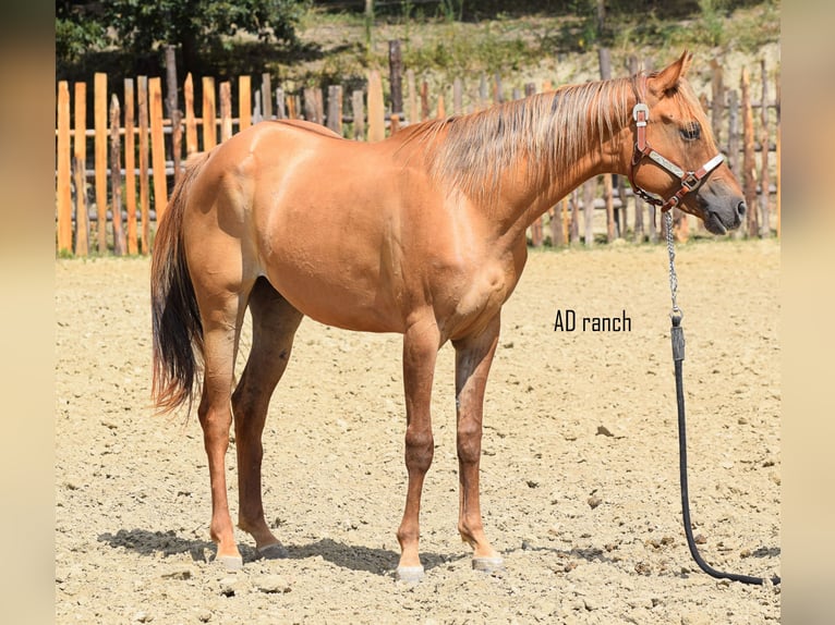 Paint Horse Castrone 2 Anni 155 cm Red dun in Castelletto Uzzone