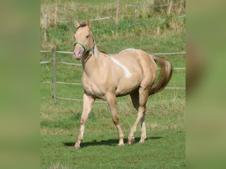 Paint Horse Castrone 2 Anni 156 cm Champagne in Buchbach