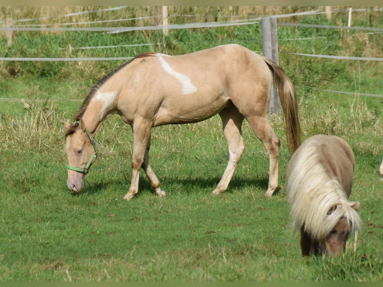 Paint Horse Castrone 2 Anni 156 cm Champagne in Buchbach