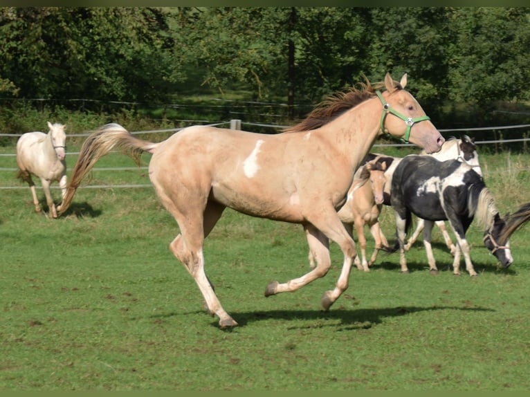 Paint Horse Castrone 2 Anni 156 cm Champagne in Buchbach