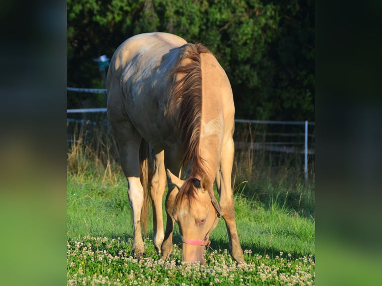 Paint Horse Castrone 2 Anni 156 cm Champagne in Buchbach