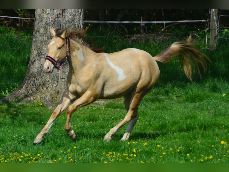 Paint Horse Castrone 2 Anni 156 cm Champagne in Buchbach