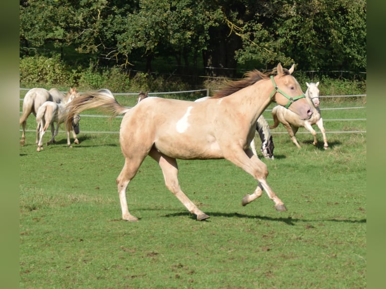 Paint Horse Castrone 2 Anni 156 cm Champagne in Buchbach