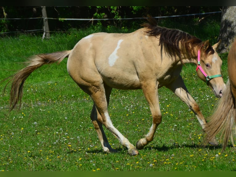 Paint Horse Castrone 2 Anni 156 cm Champagne in Buchbach