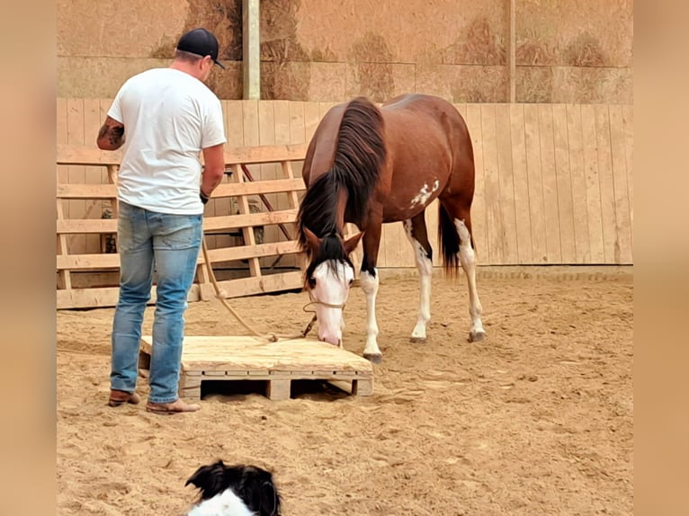 Paint Horse Castrone 2 Anni 160 cm Baio in Pranzing