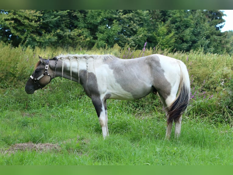 Paint Horse Castrone 2 Anni 160 cm Tobiano-tutti i colori in Greifenstein