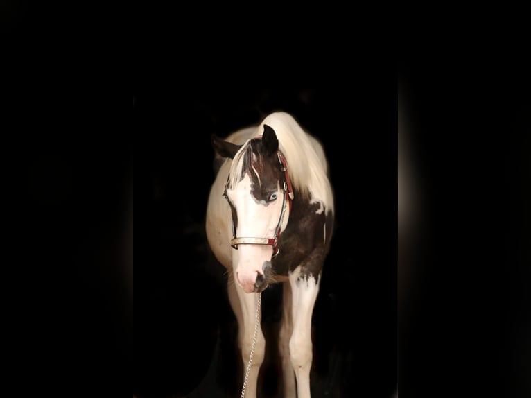 Paint Horse Castrone 3 Anni 149 cm Tovero-tutti i colori in Oberzent