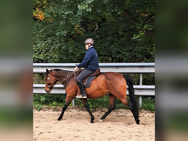 Paint Horse Castrone 3 Anni 150 cm Baio in Wildeshausen Paint Horse Castrone 3 Anni 150 cm Baio in Wildeshausen