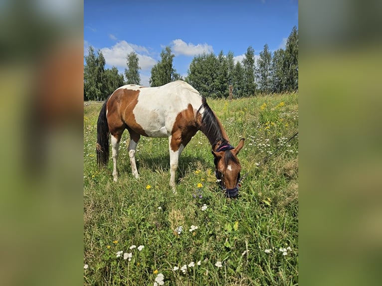 Paint Horse Castrone 3 Anni 150 cm Pezzato in Milikowice