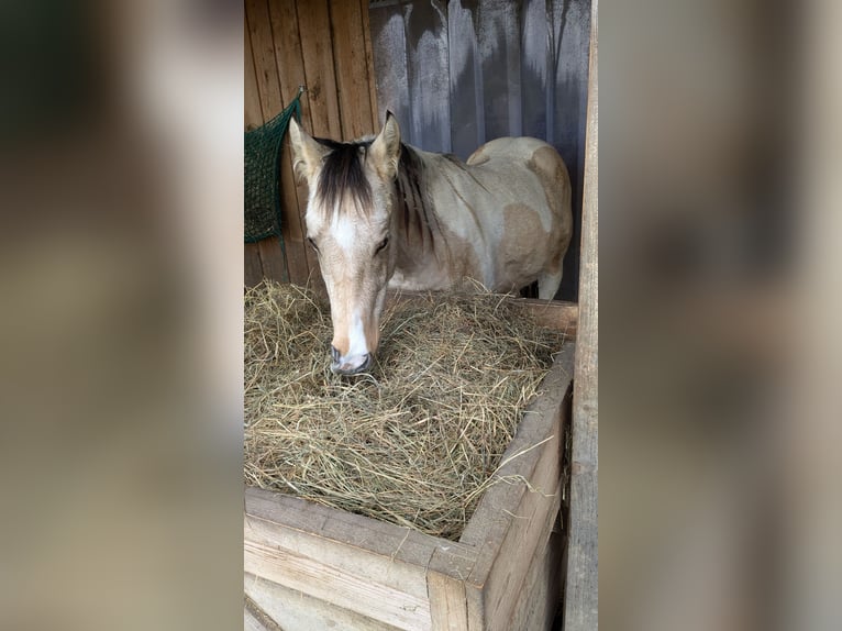 Paint Horse Castrone 3 Anni 150 cm Tobiano-tutti i colori in Mamming