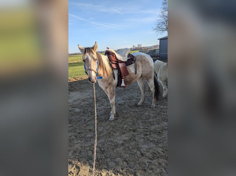 Paint Horse Castrone 3 Anni 150 cm Tobiano-tutti i colori in Mamming