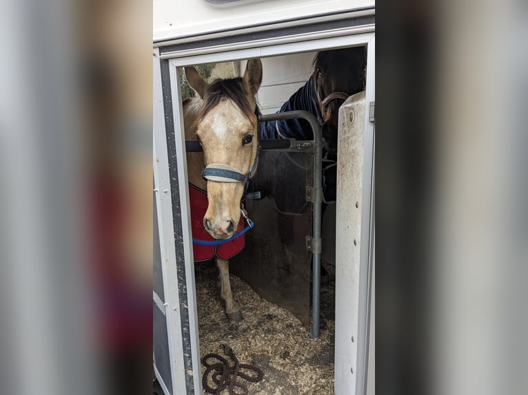 Paint Horse Castrone 3 Anni 150 cm Tobiano-tutti i colori in Mamming