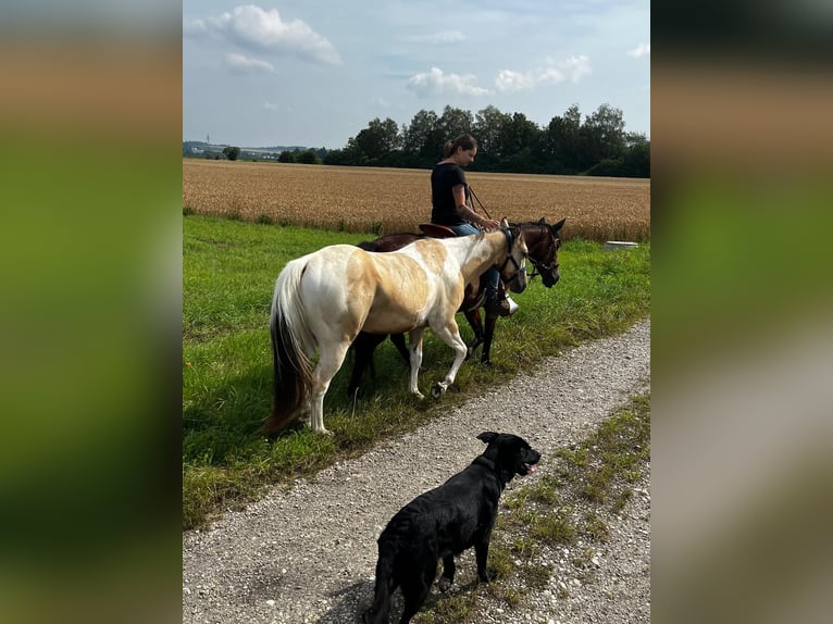 Paint Horse Castrone 3 Anni 150 cm Tobiano-tutti i colori in Mamming