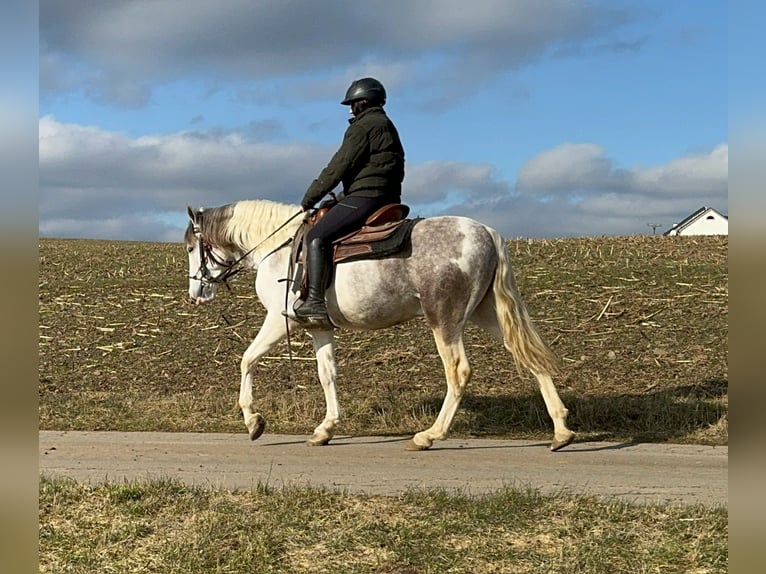 Paint Horse Mix Castrone 3 Anni 153 cm Pezzato in Daleiden