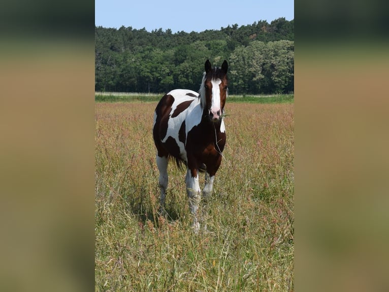 Paint Horse Castrone 3 Anni 153 cm Tobiano-tutti i colori in Neustadt Dosse