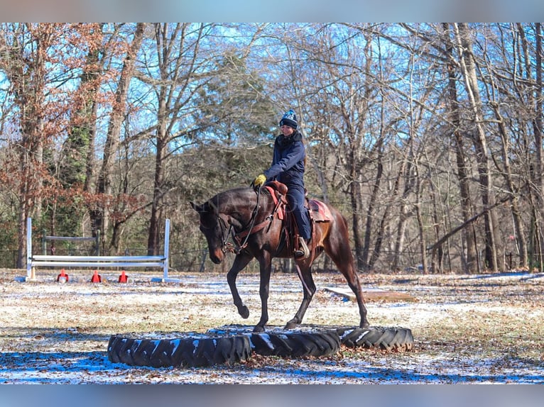 Paint Horse Castrone 3 Anni 155 cm Baio ciliegia in Clover, SC