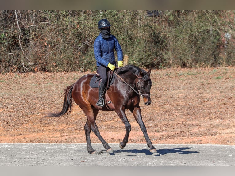 Paint Horse Castrone 3 Anni 155 cm Baio ciliegia in Clover, SC