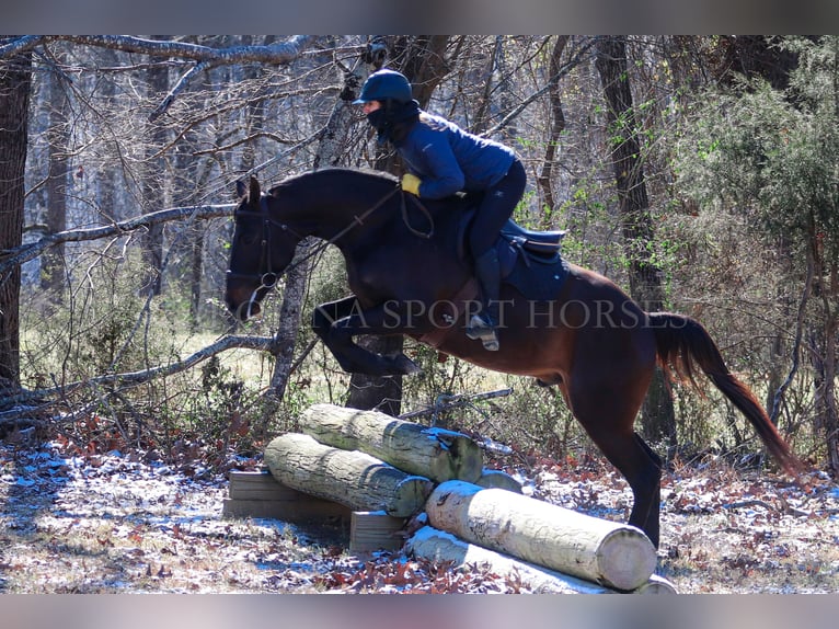 Paint Horse Castrone 3 Anni 155 cm Baio ciliegia in Clover, SC