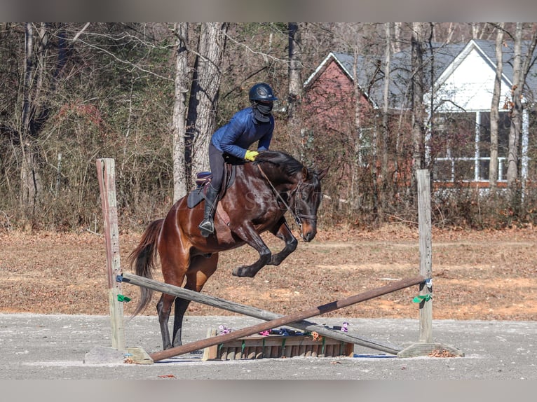 Paint Horse Castrone 3 Anni 155 cm Baio ciliegia in Clover, SC