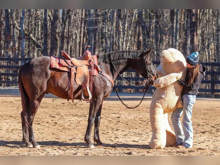 Paint Horse Castrone 3 Anni 155 cm Baio ciliegia in Clover, SC