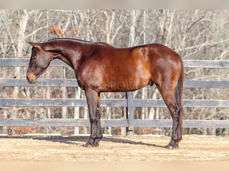 Paint Horse Castrone 3 Anni 155 cm Baio ciliegia in Clover, SC